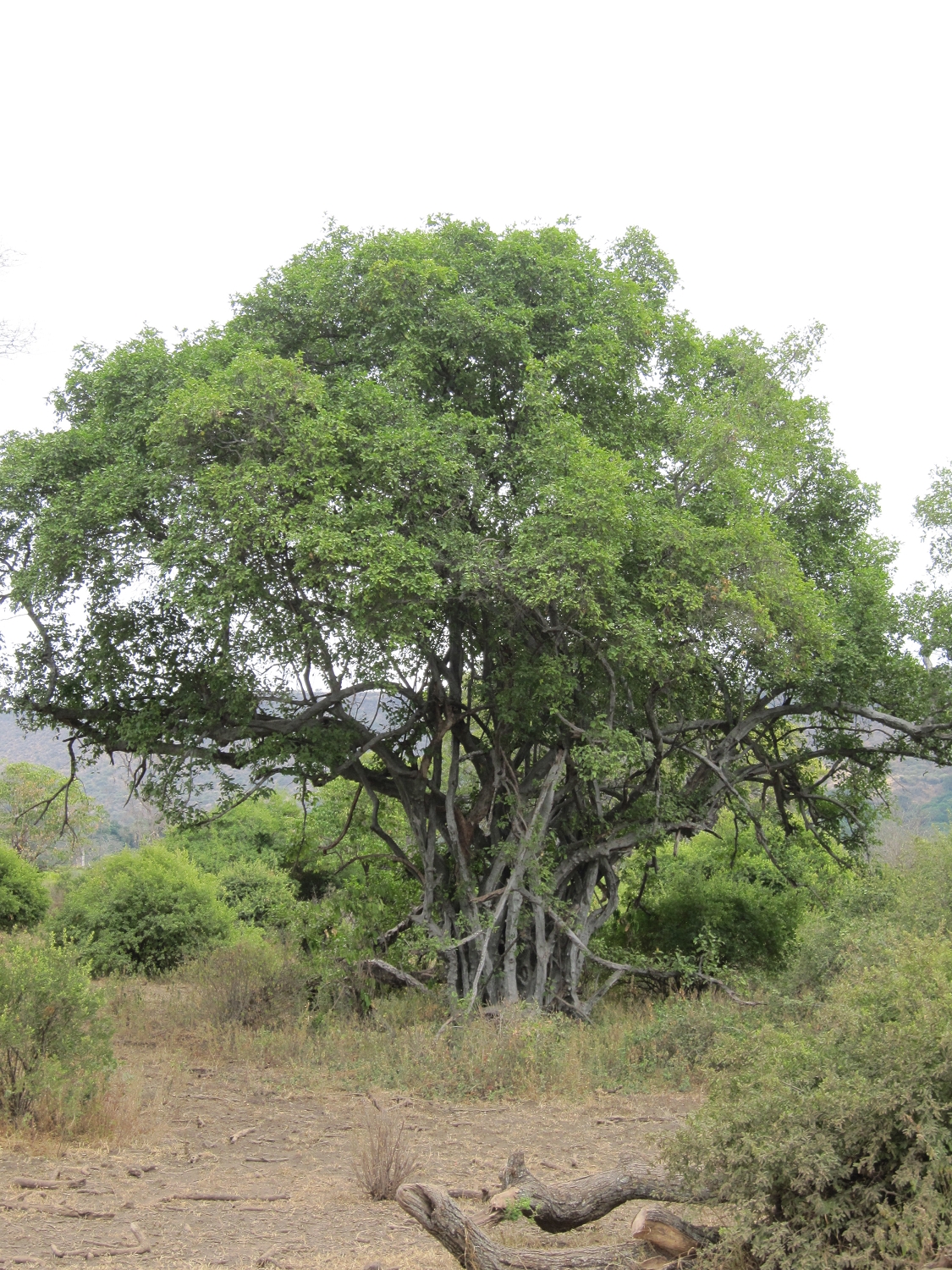 Tanzanie