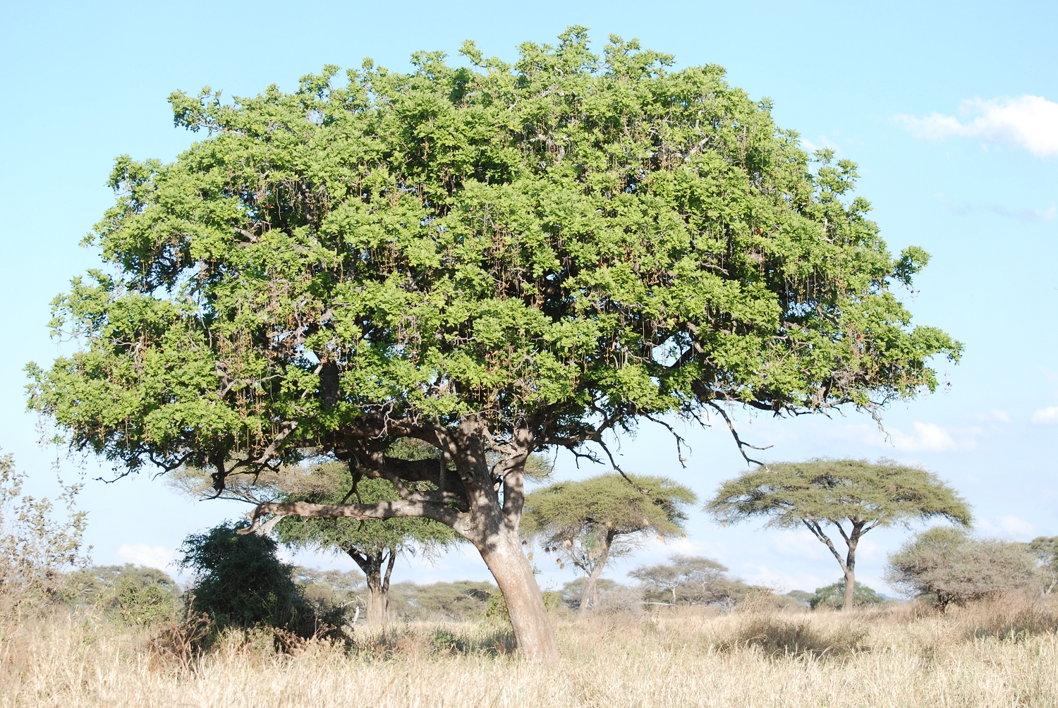 Tanzanie