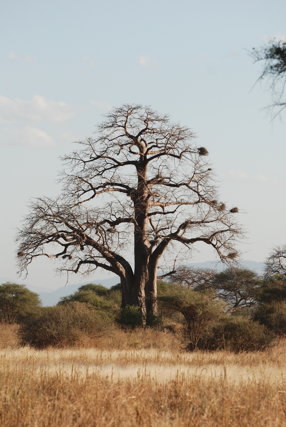 Tanzanie