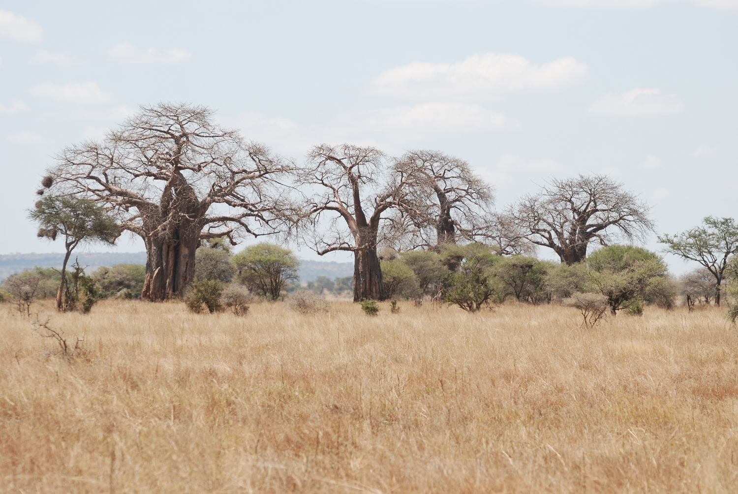 Tanzanie