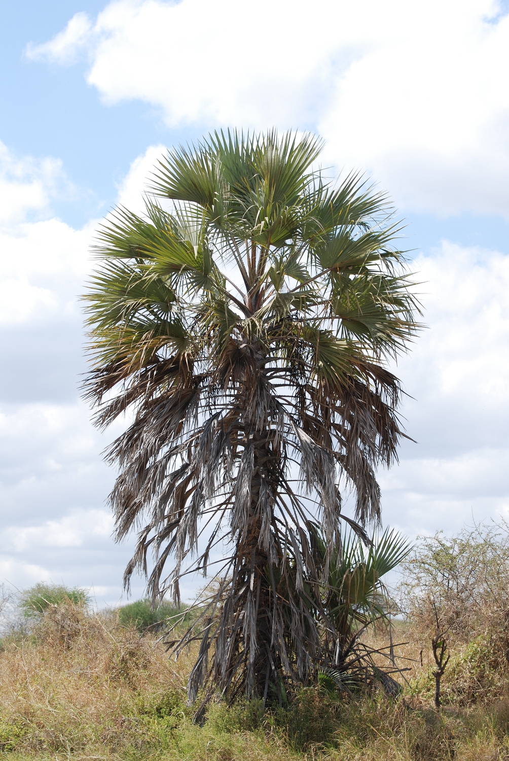 Tanzanie