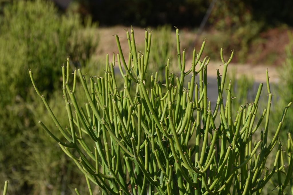 Euphorbia tirucalli - Zambie