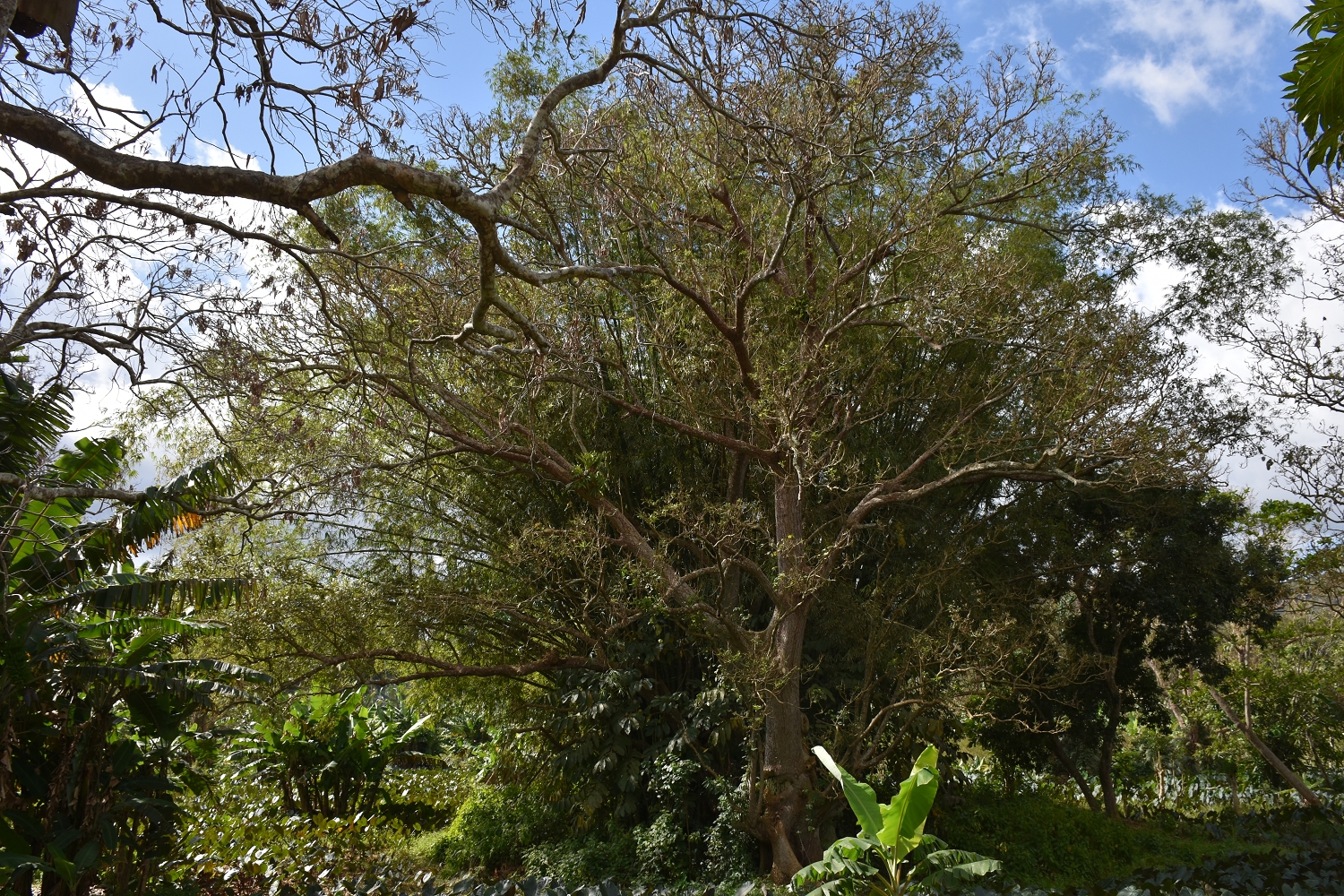 Mayotte