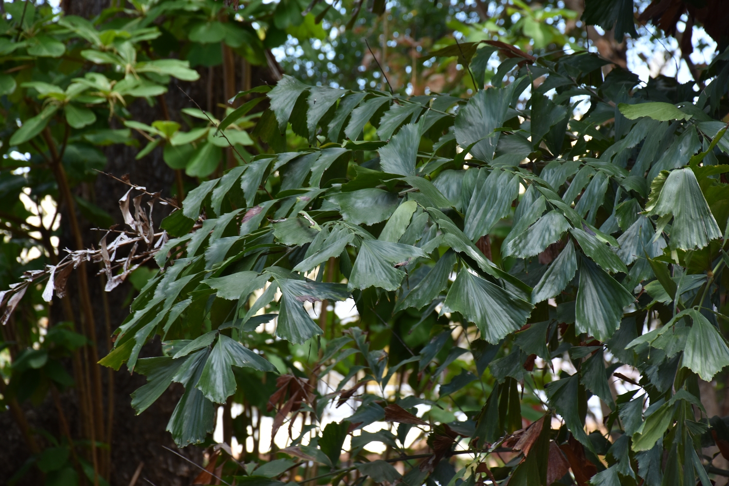 Mayotte