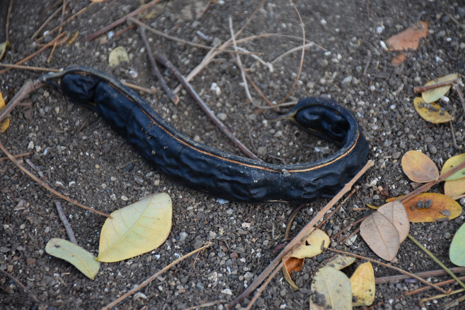 Mayotte