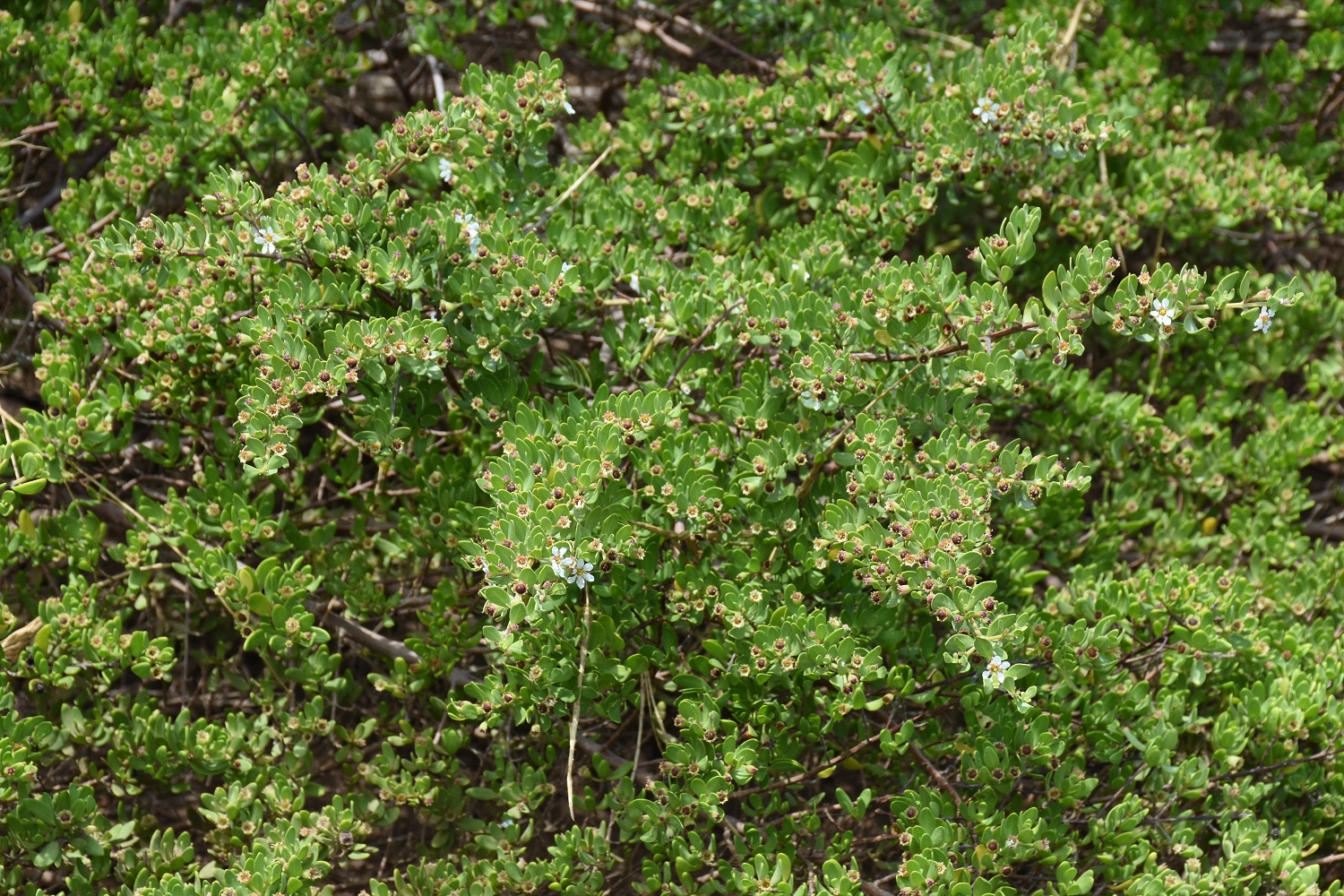 Mayotte