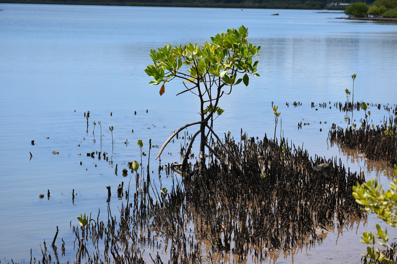 Mayotte