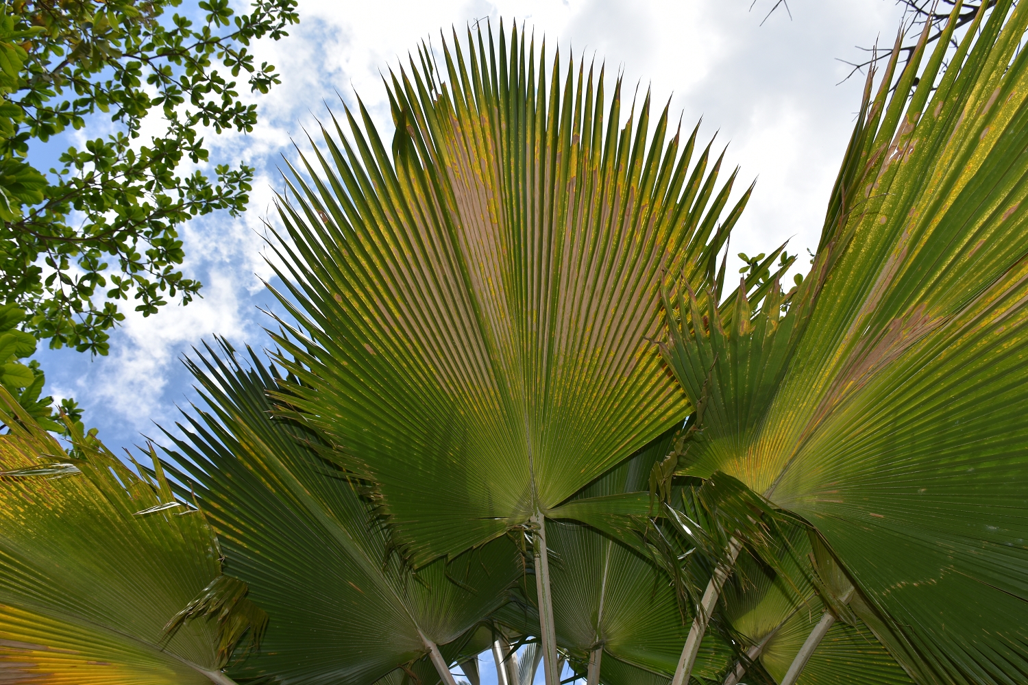 Mayotte