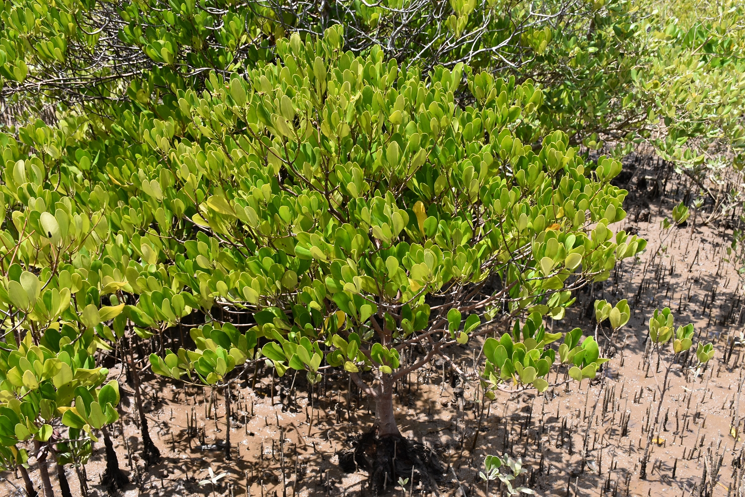 Mayotte