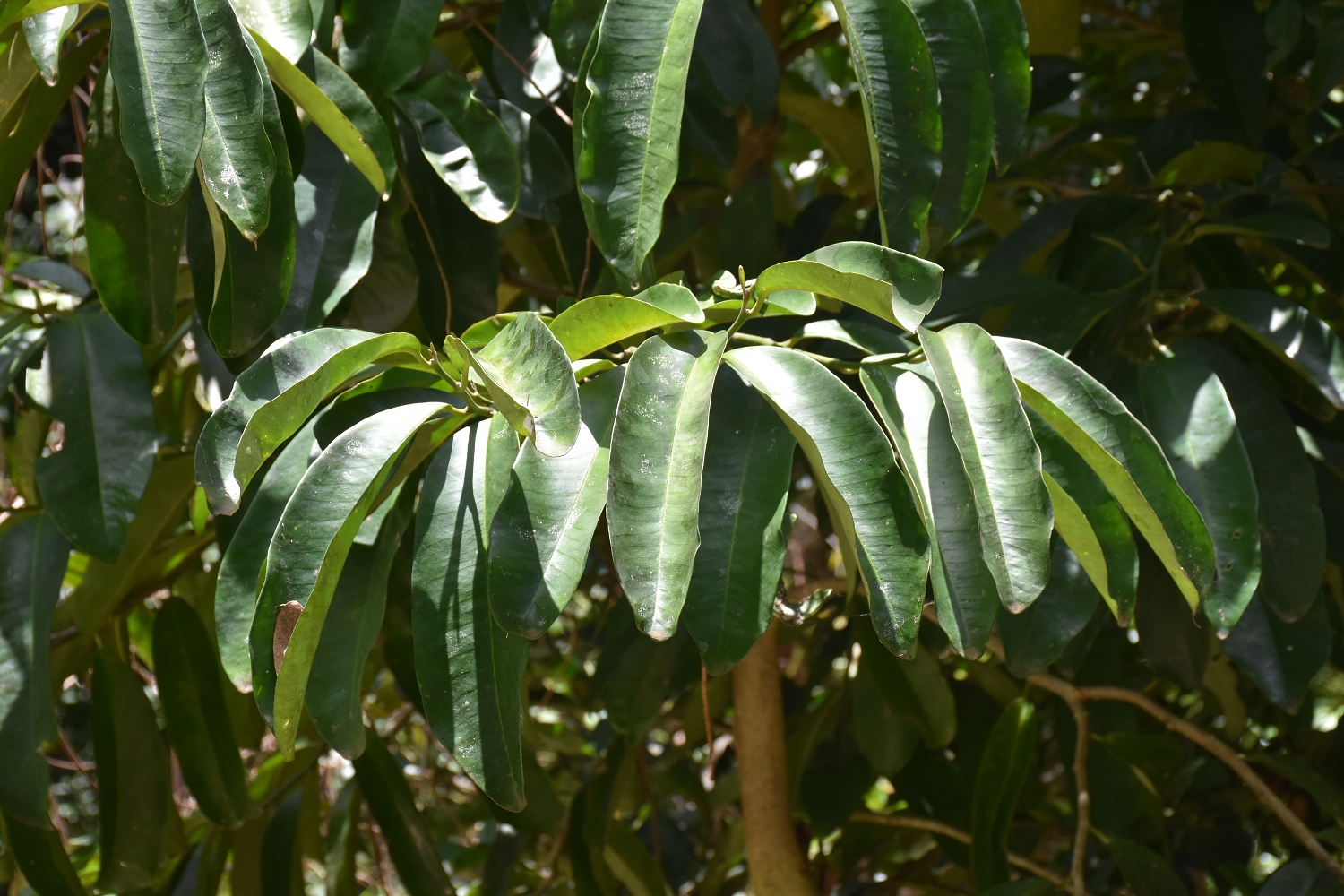 Mayotte