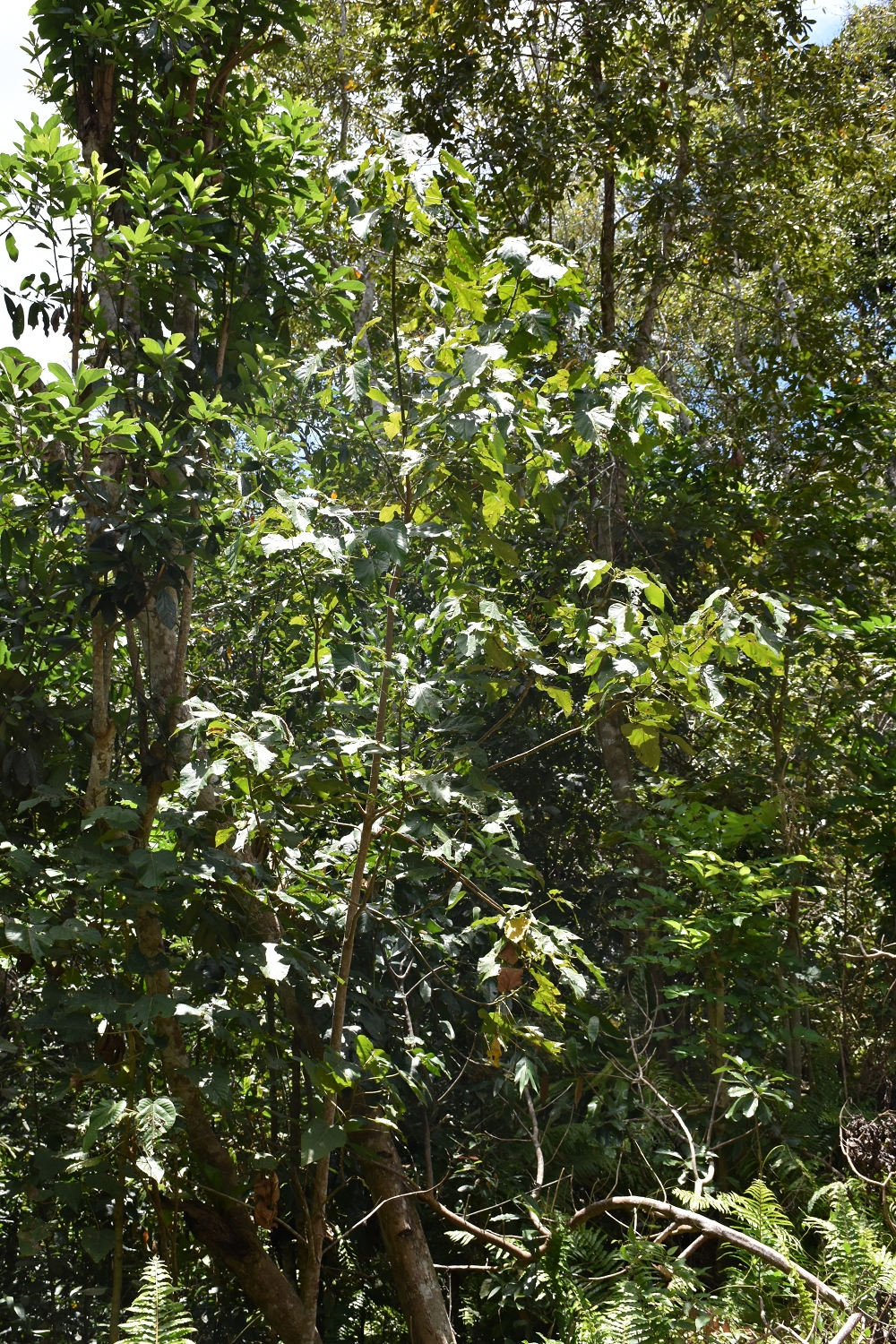 Mayotte