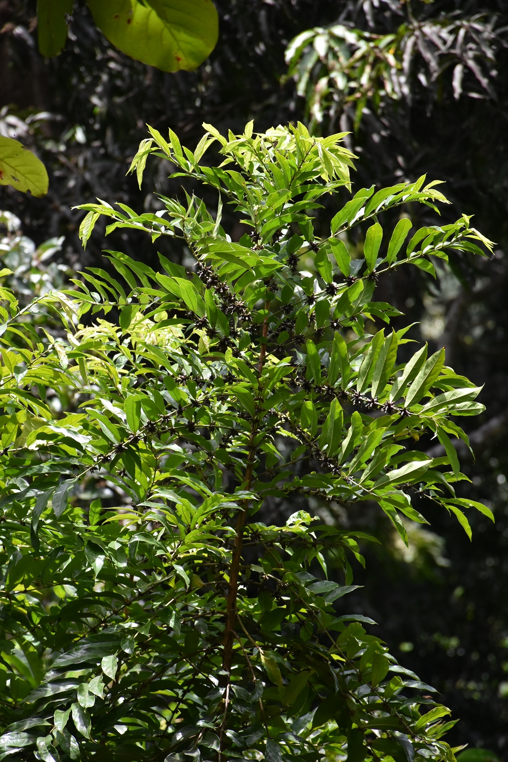 Mayotte