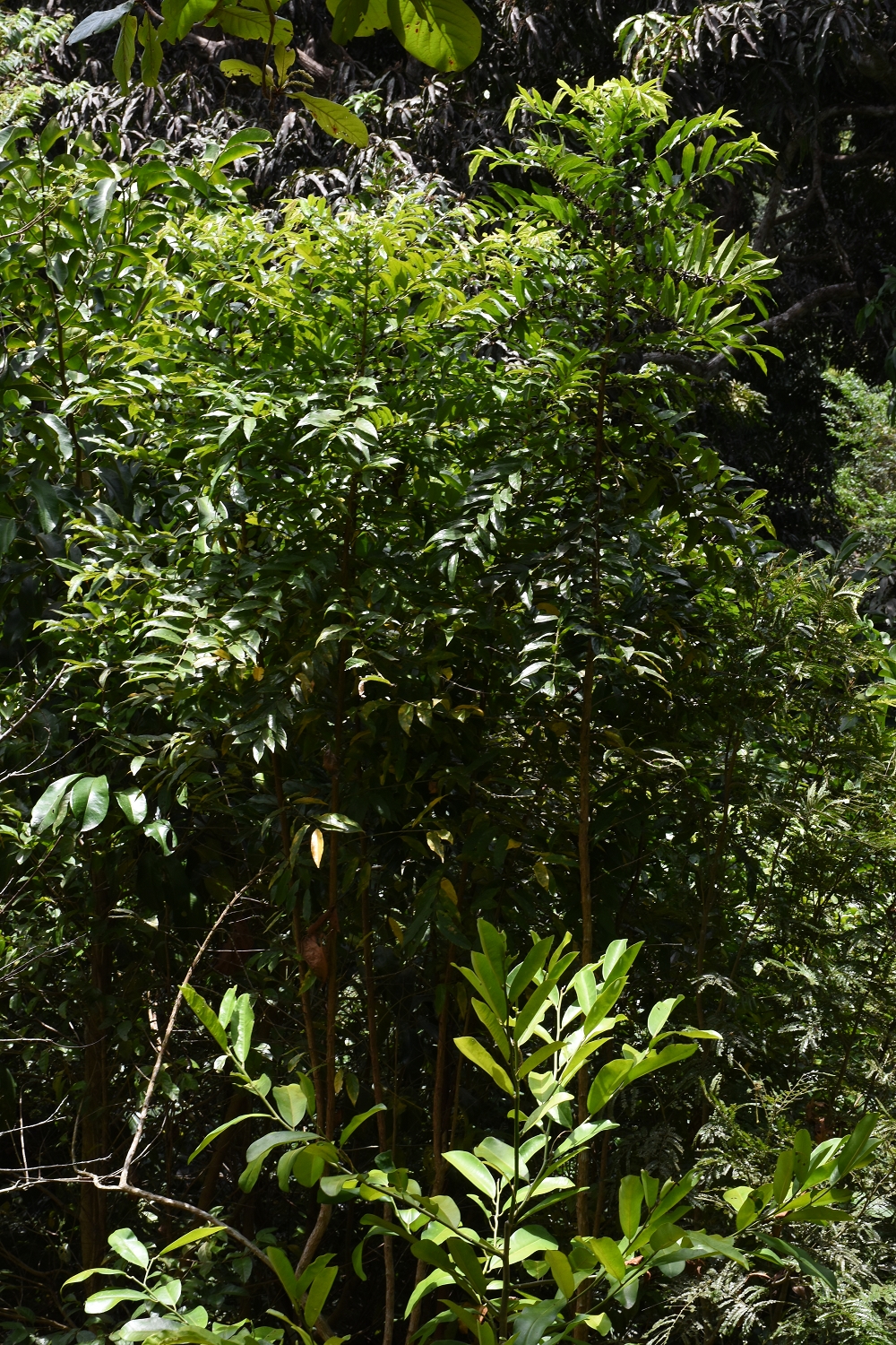 Mayotte