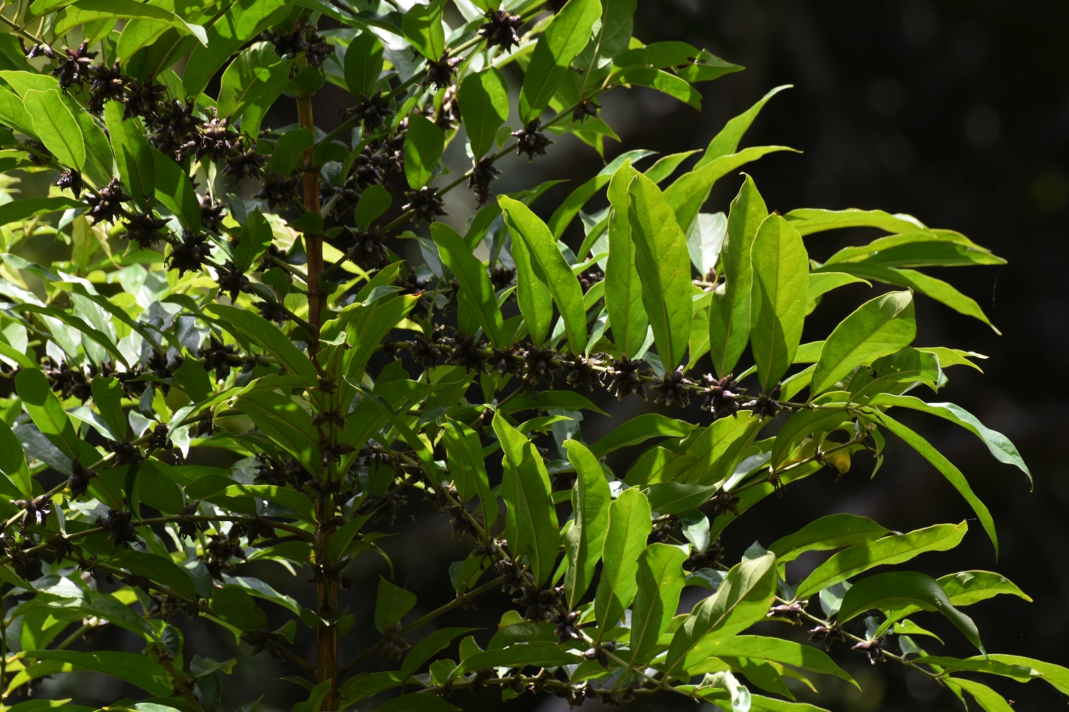 Mayotte