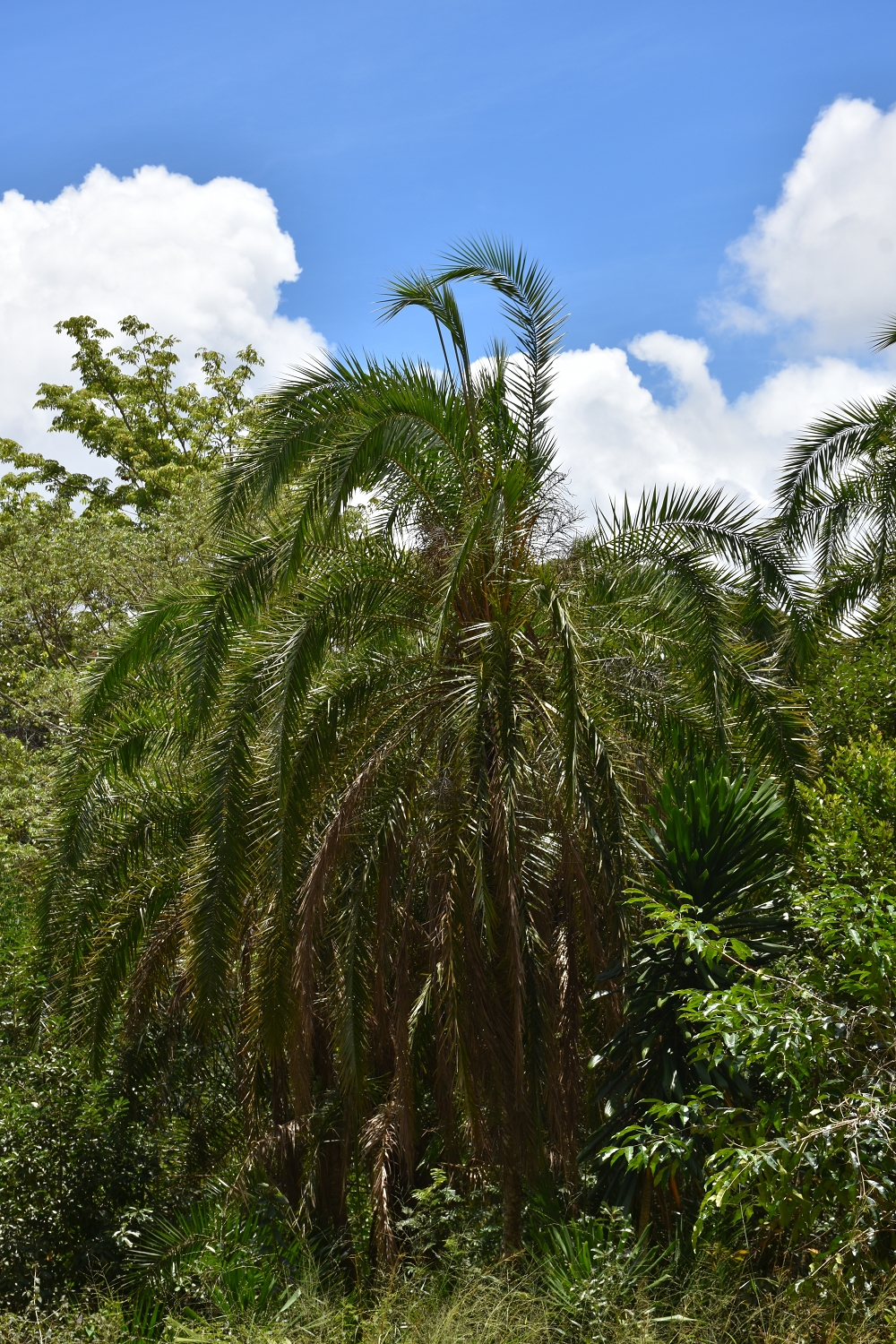 Mayotte