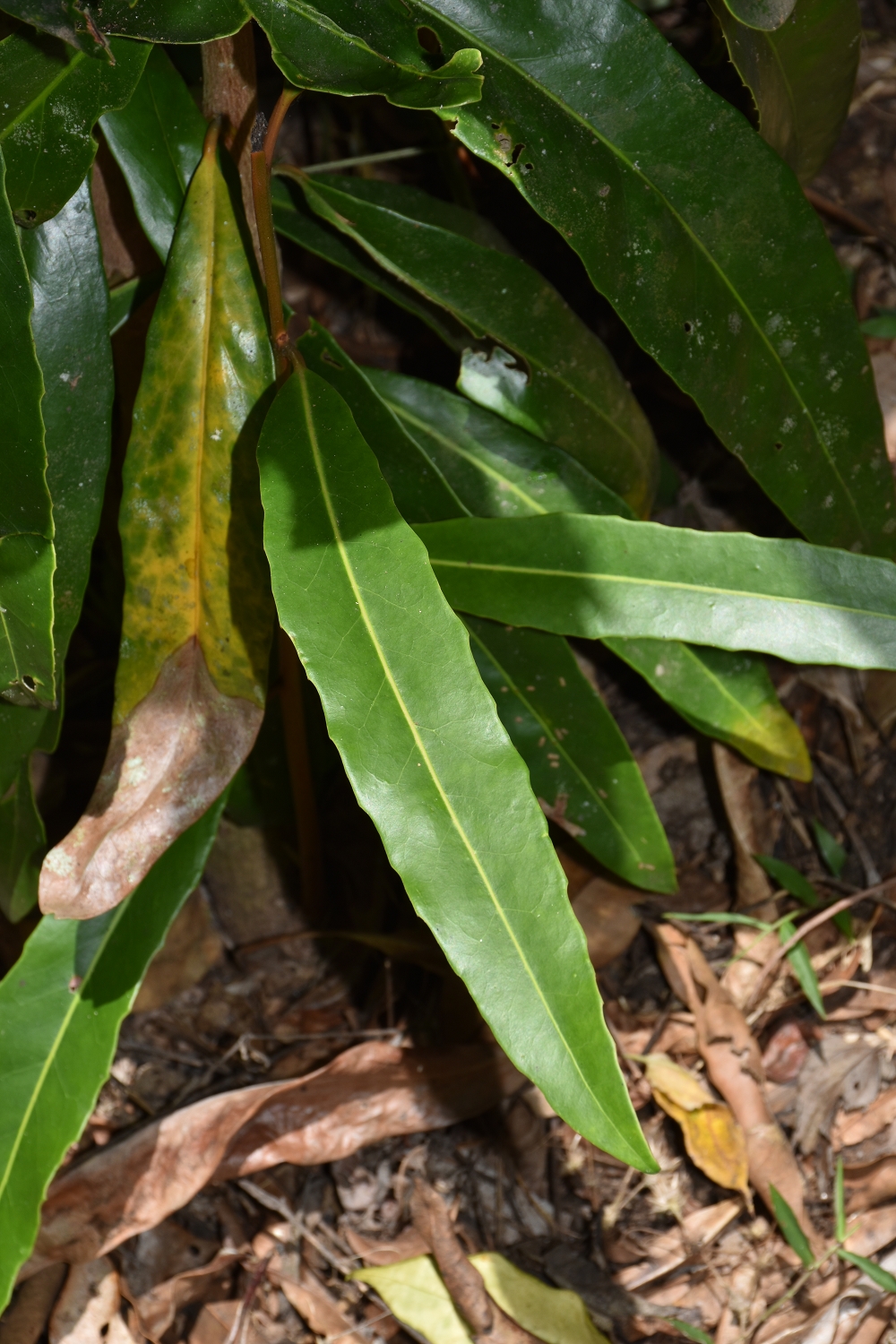 Mayotte