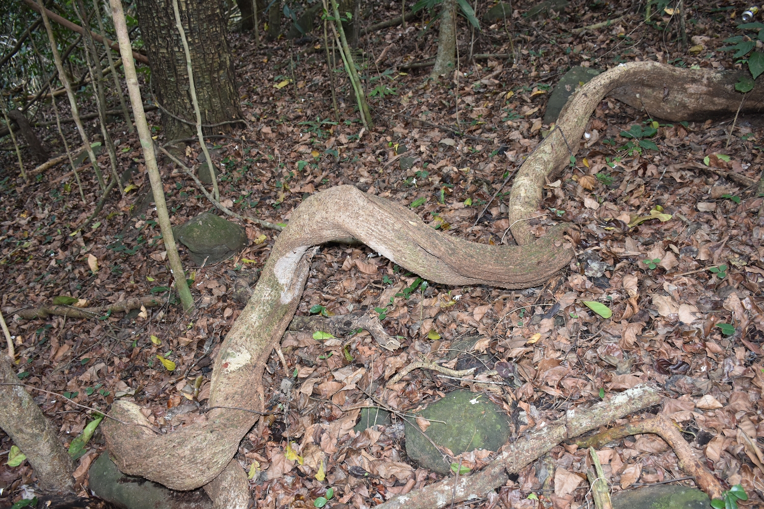 Mayotte