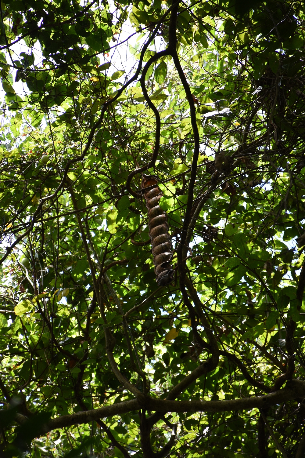 Mayotte