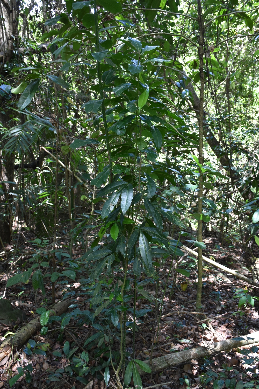 Mayotte