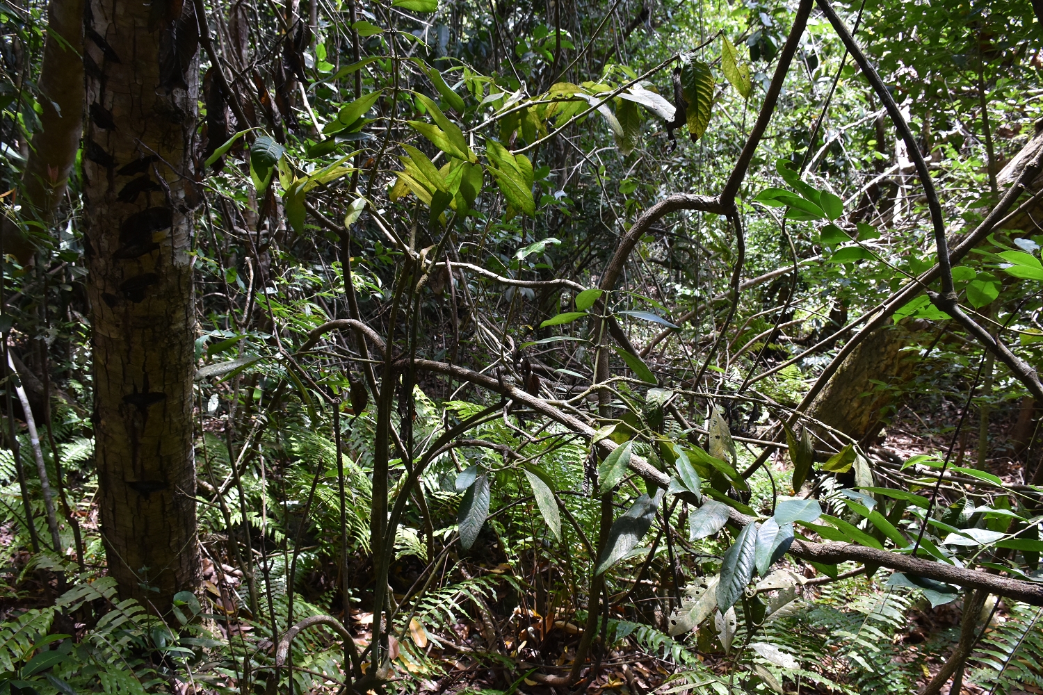 Mayotte