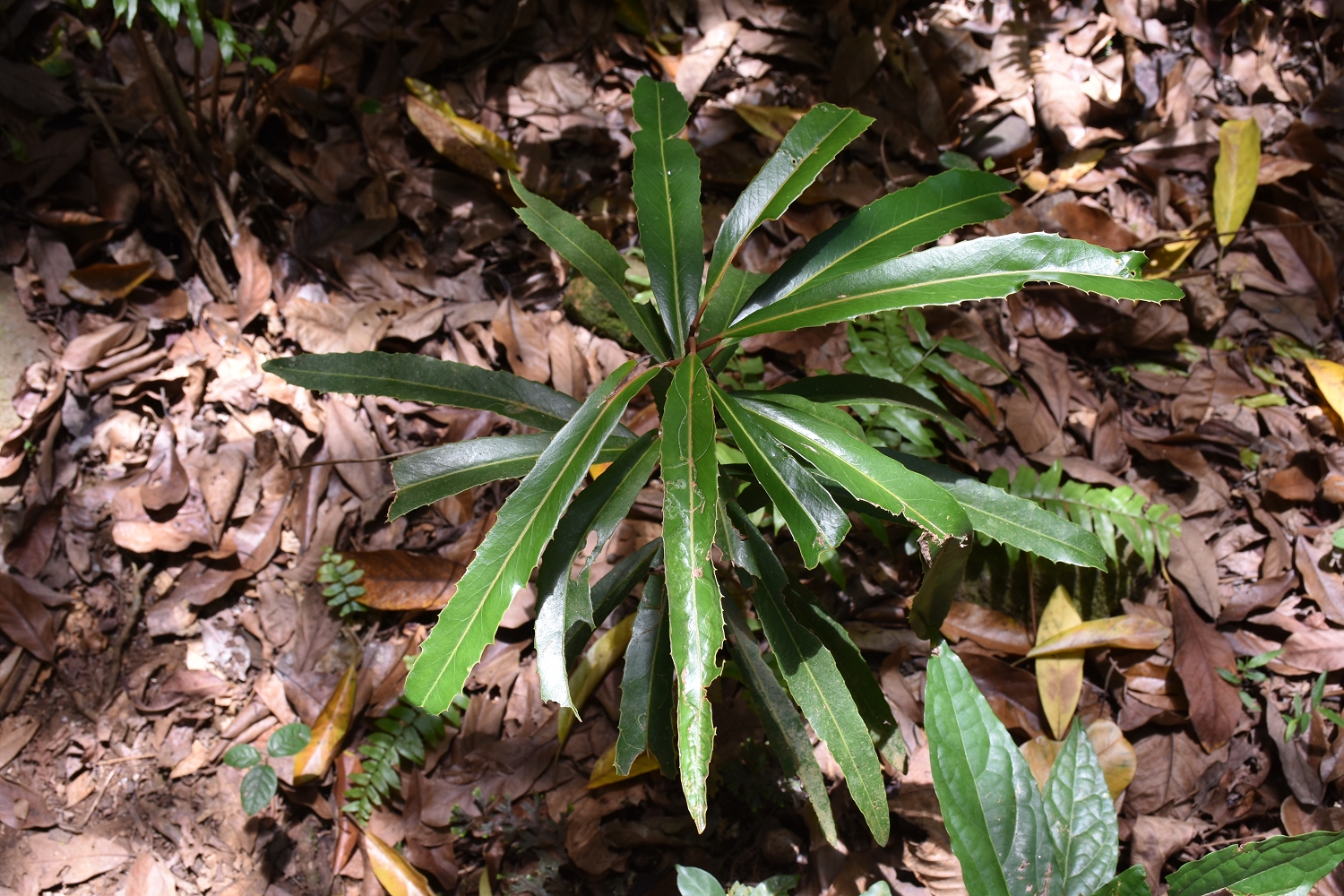 Mayotte