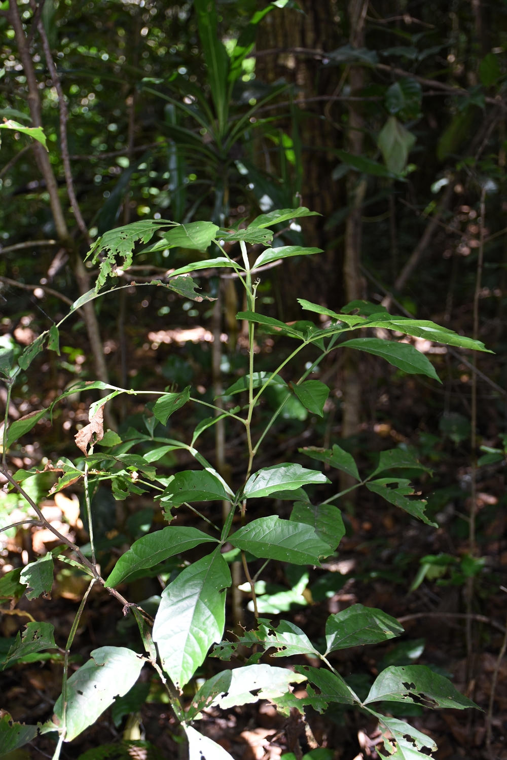 Mayotte