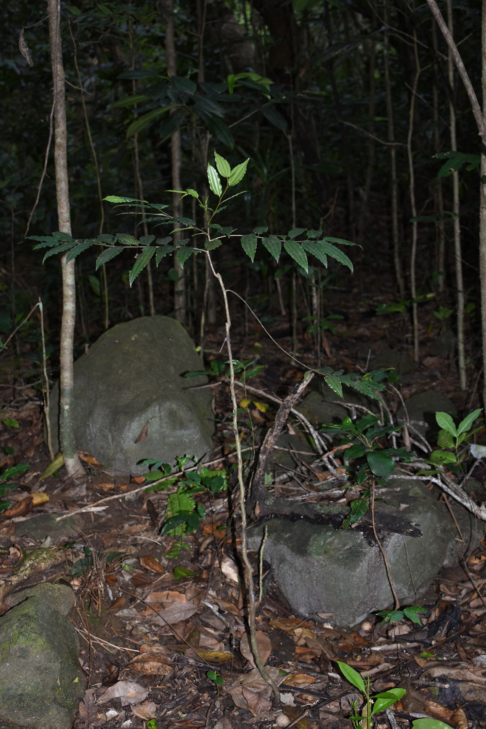 Mayotte