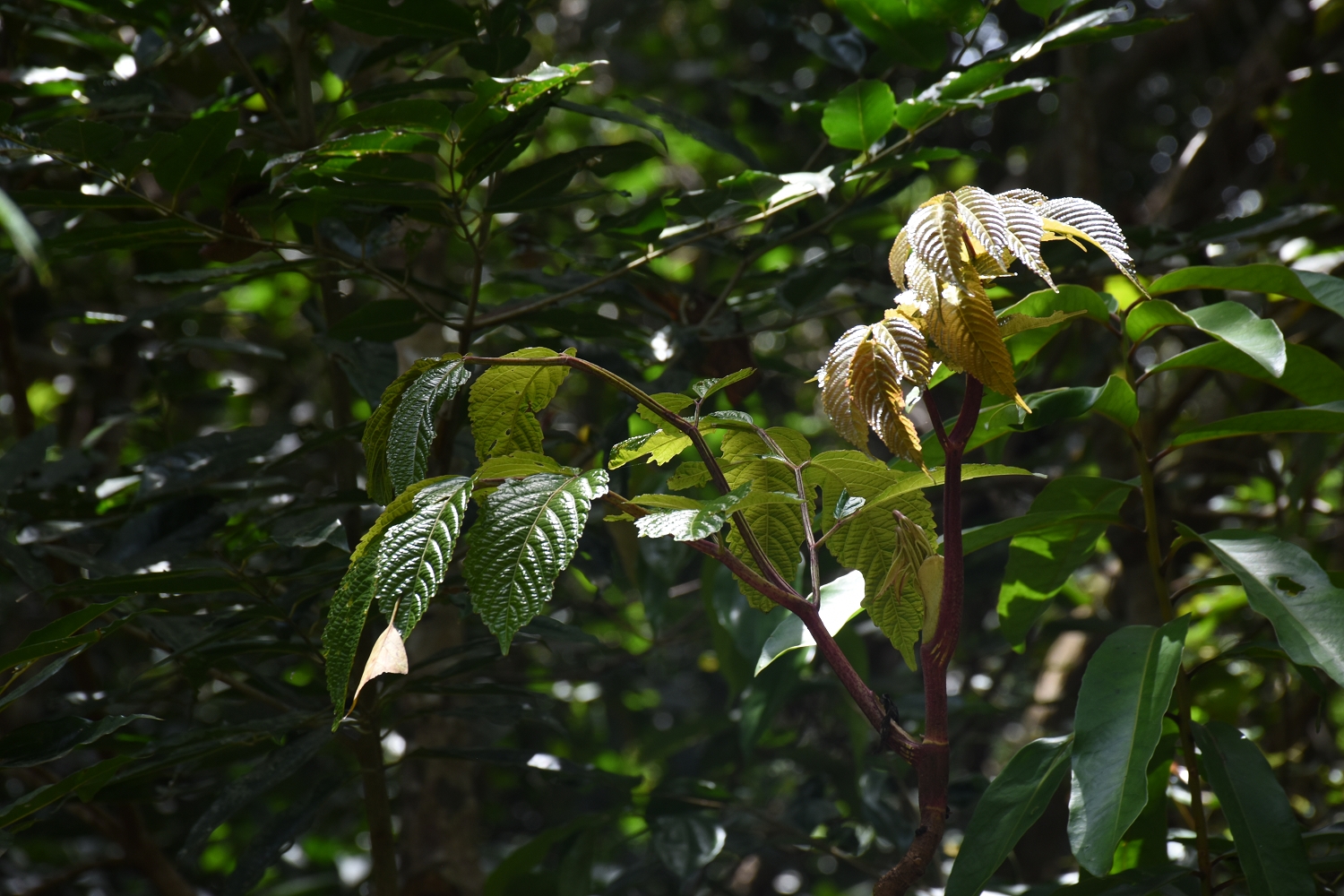 Mayotte