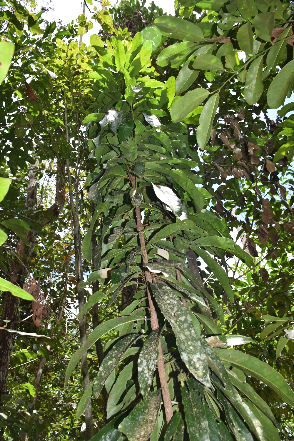 Mayotte