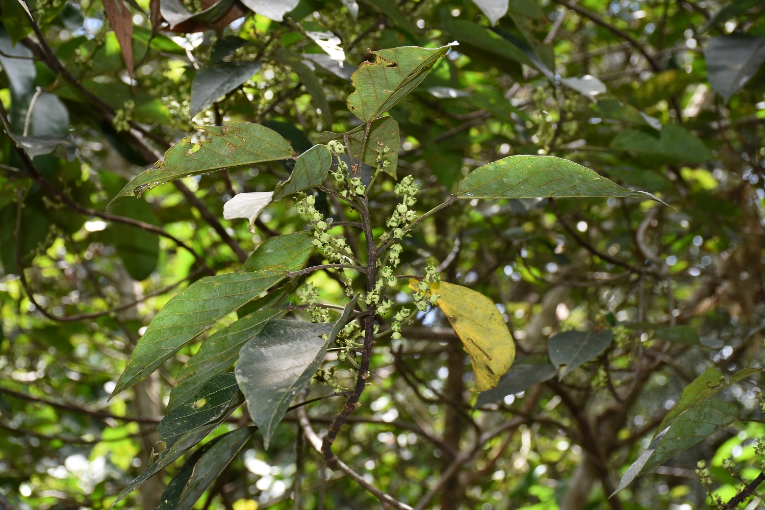 Mayotte