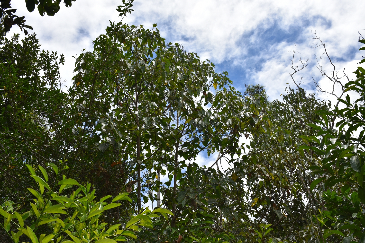 Mayotte