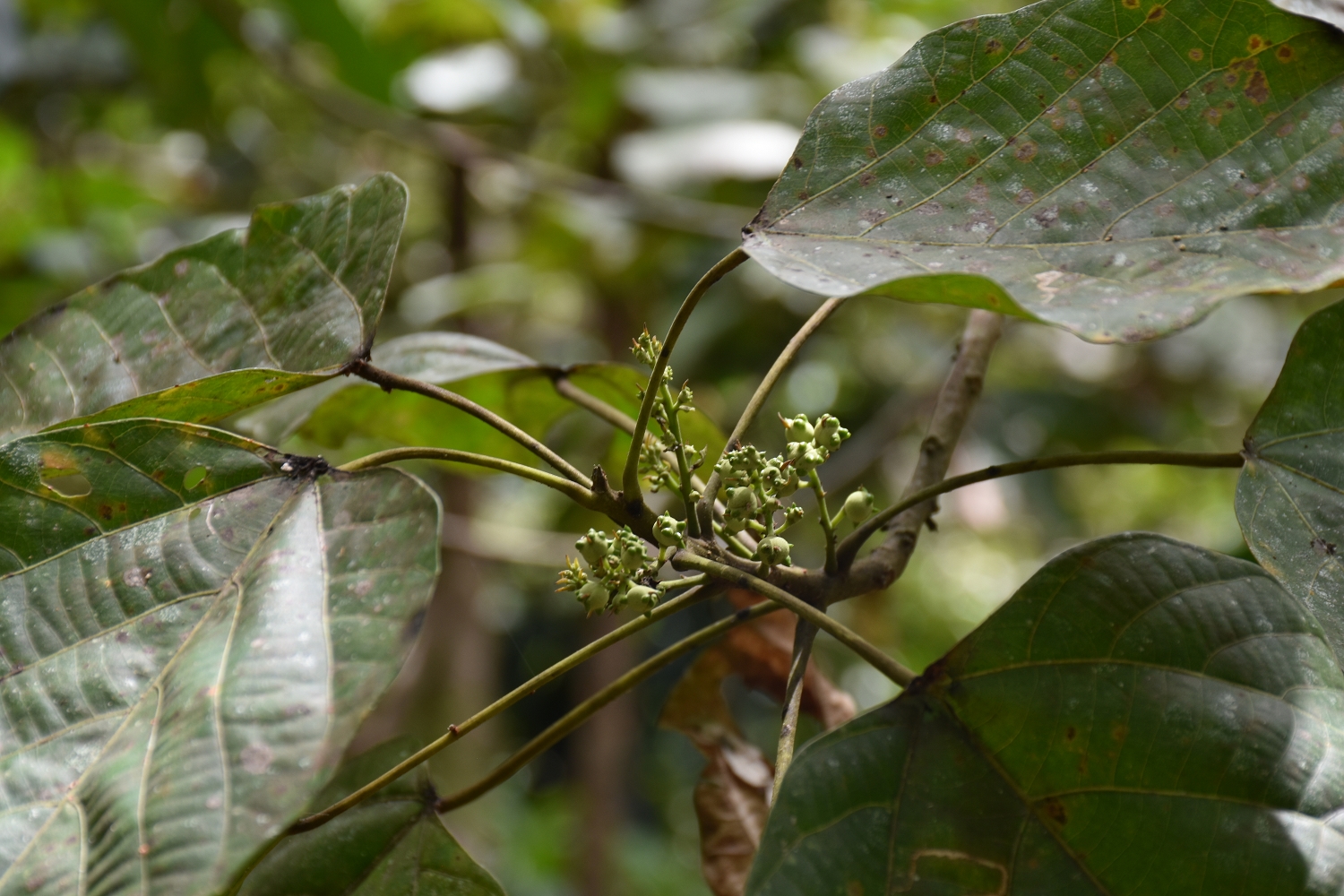 Mayotte