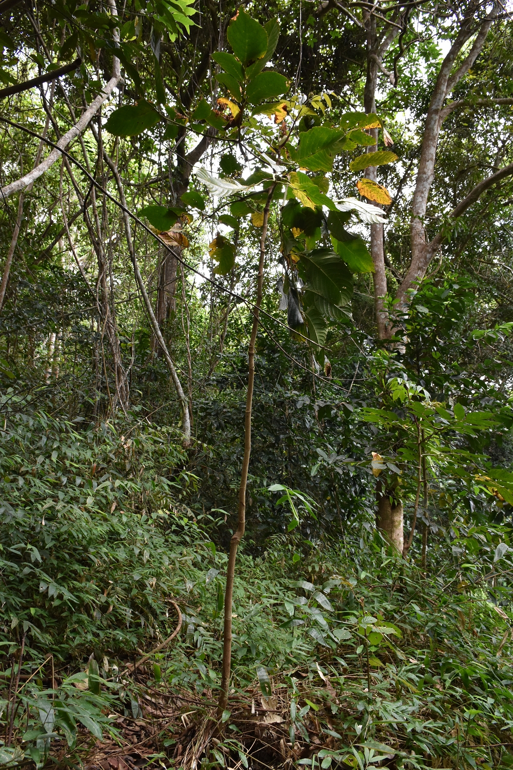 Mayotte