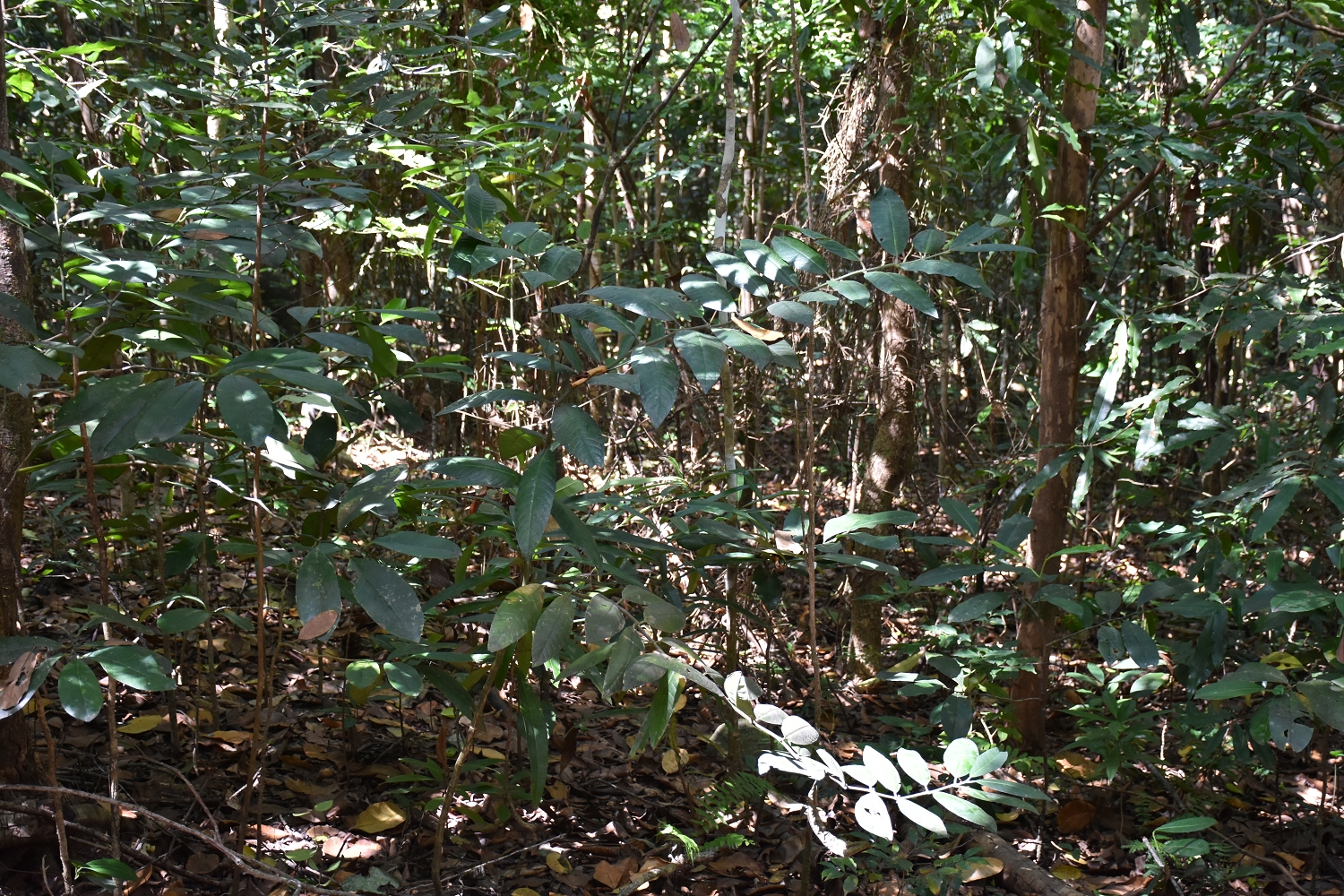 Mayotte