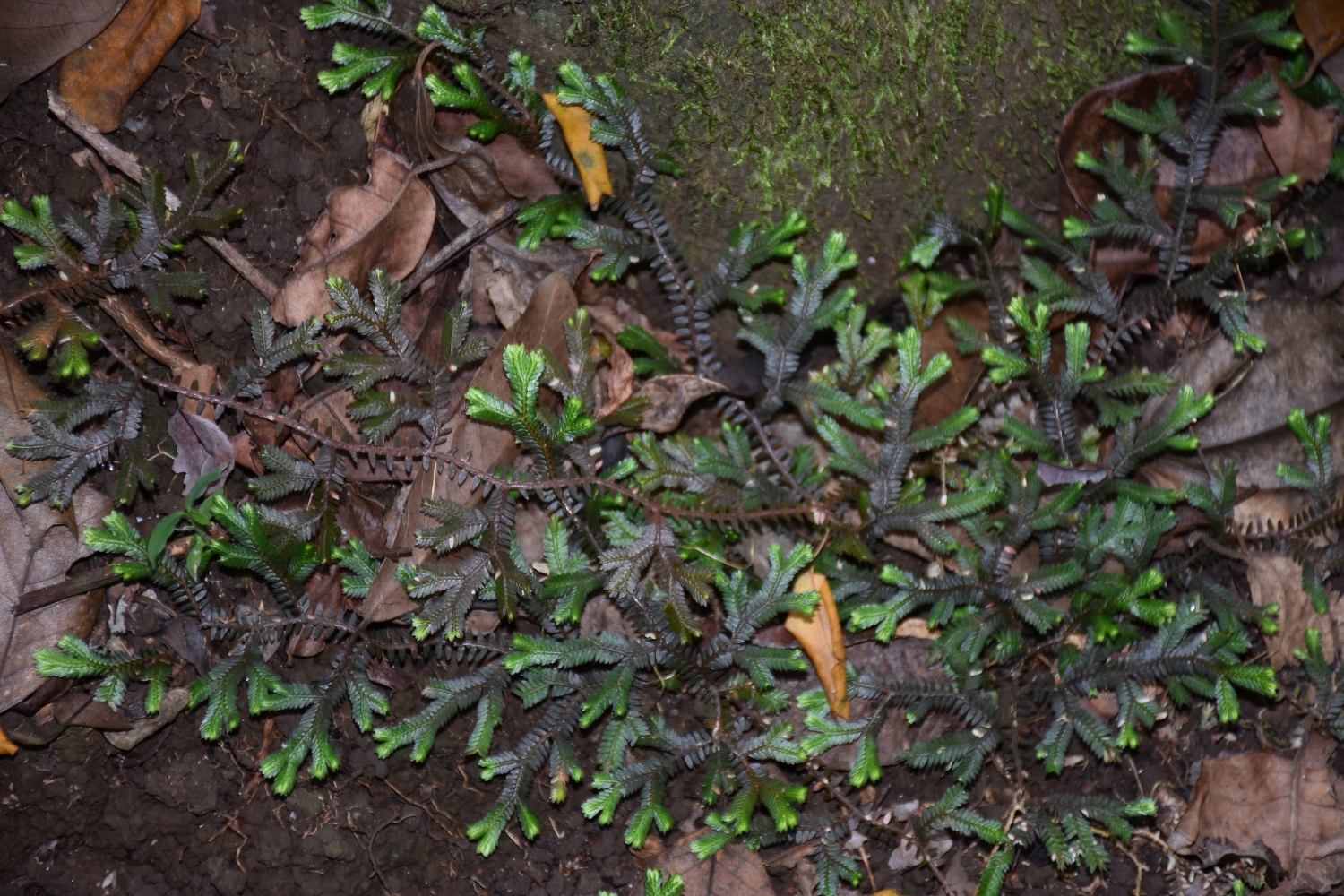 Mayotte