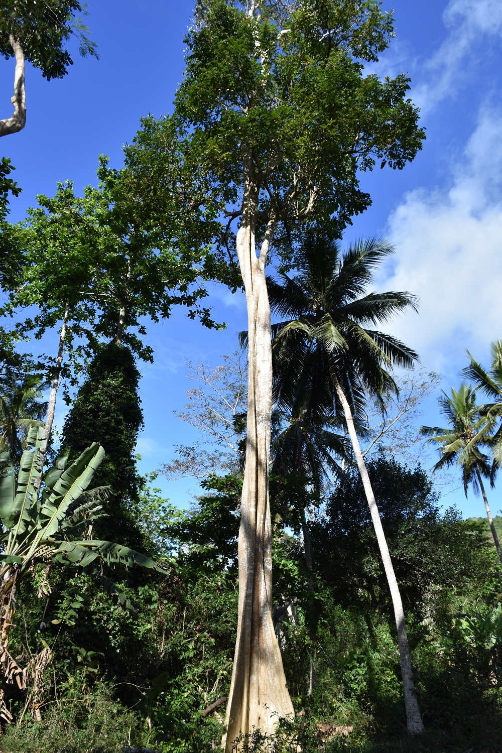 Mayotte