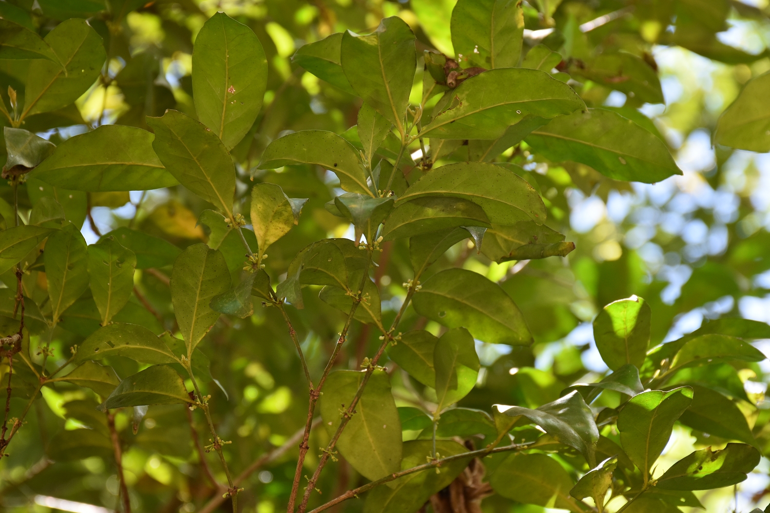 Mayotte