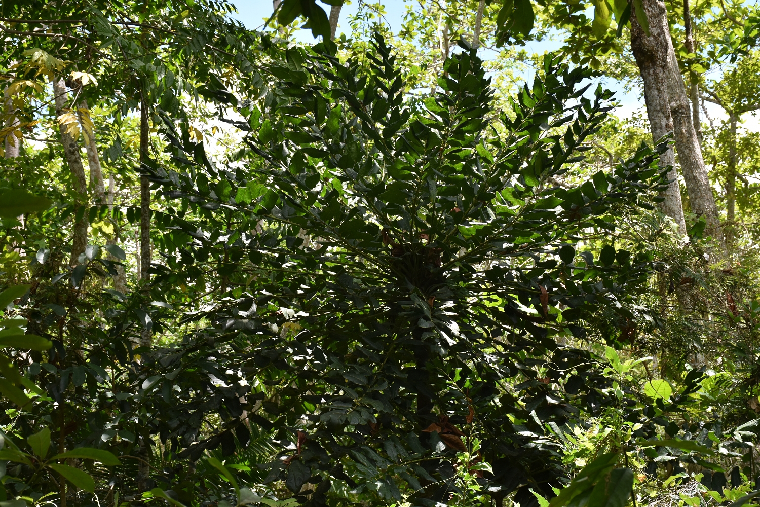 Mayotte