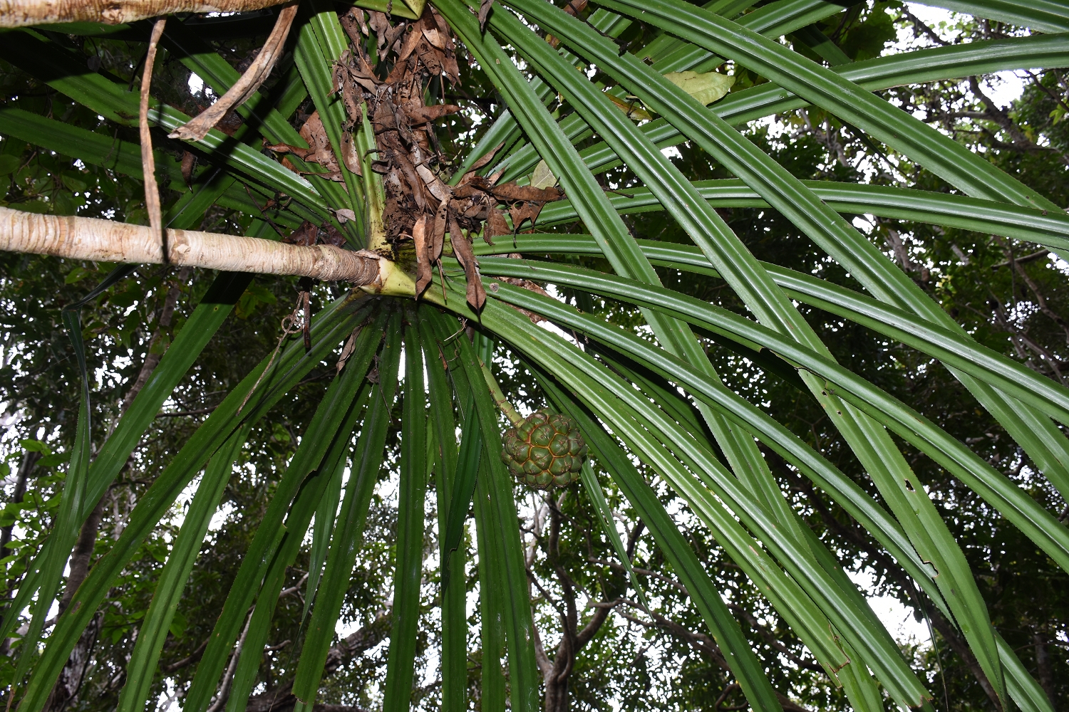 Mayotte