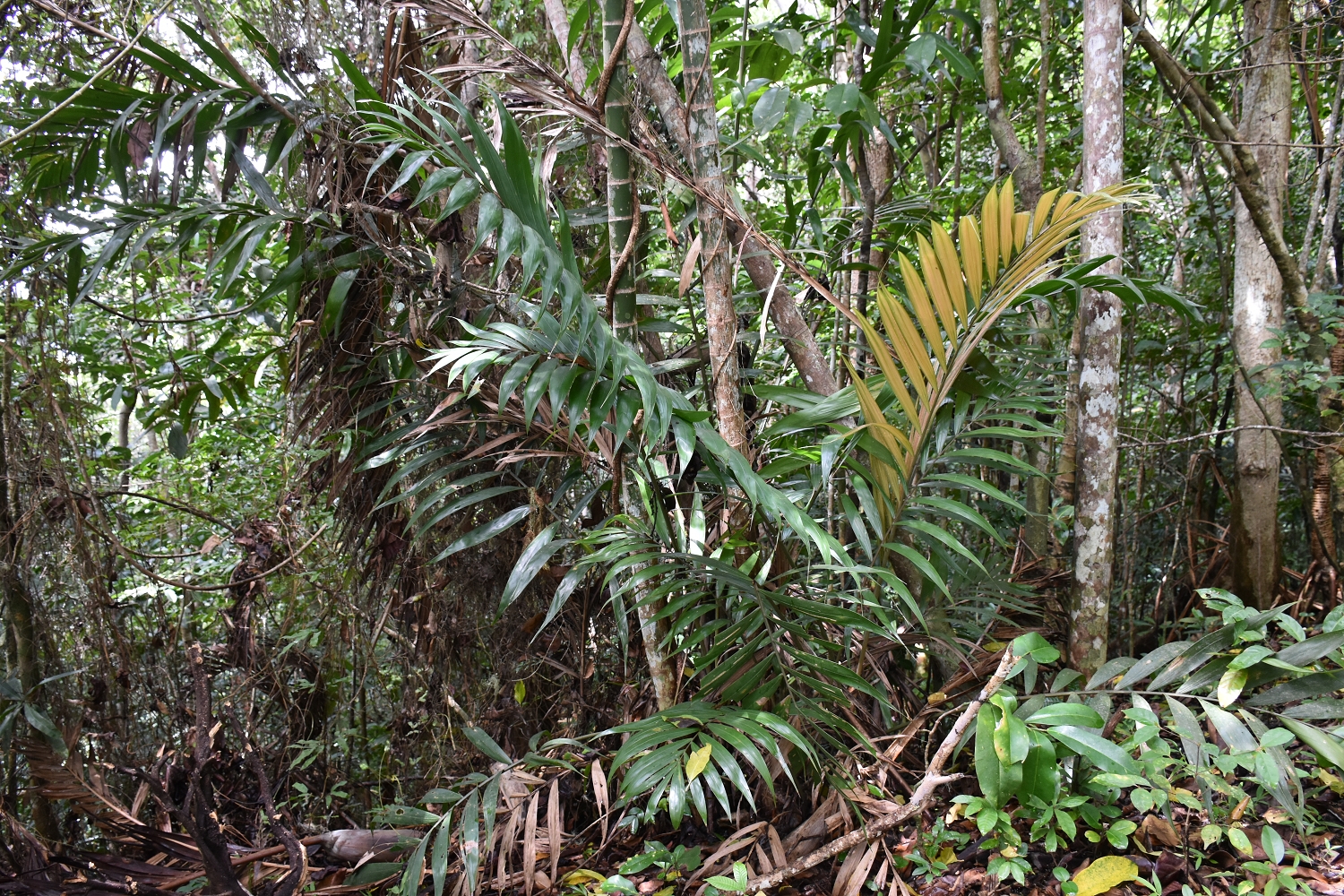 Mayotte