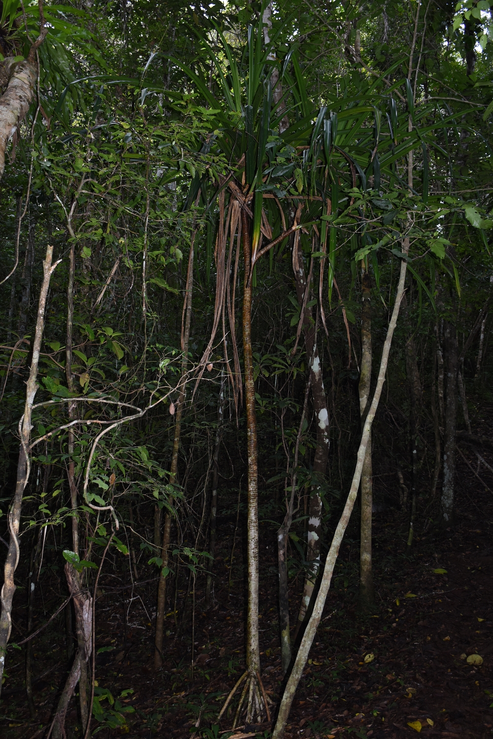 Mayotte