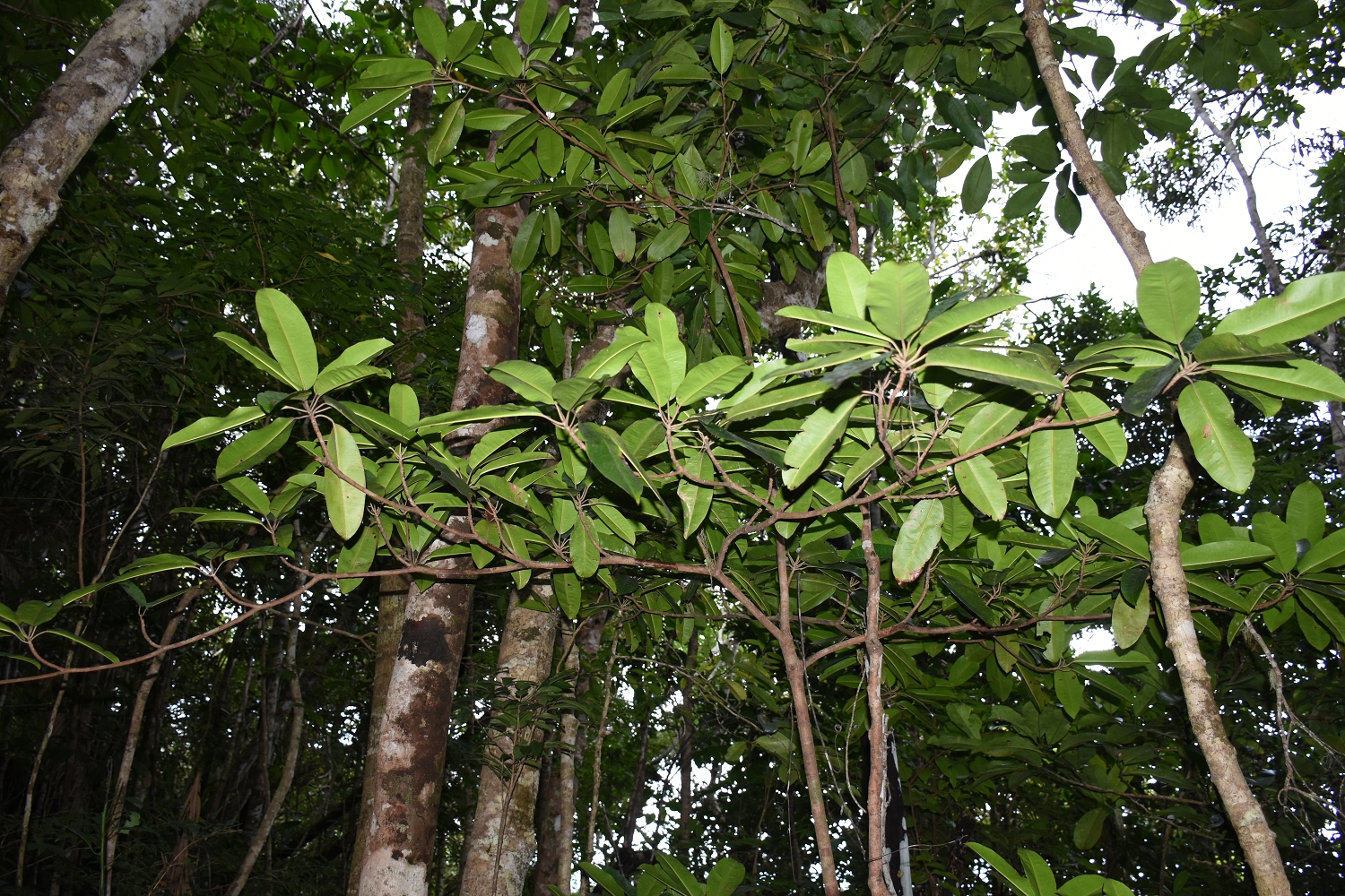 Mayotte