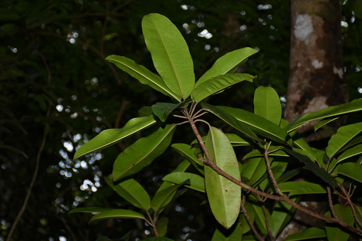 Mayotte