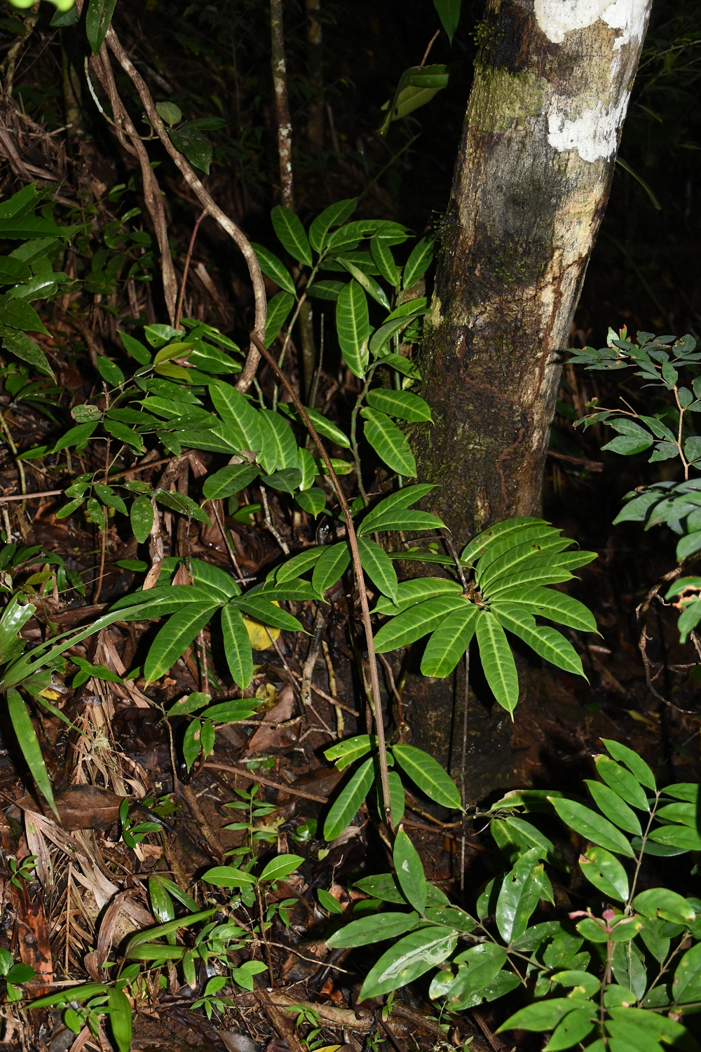 Mayotte