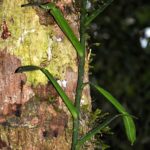 Mayotte