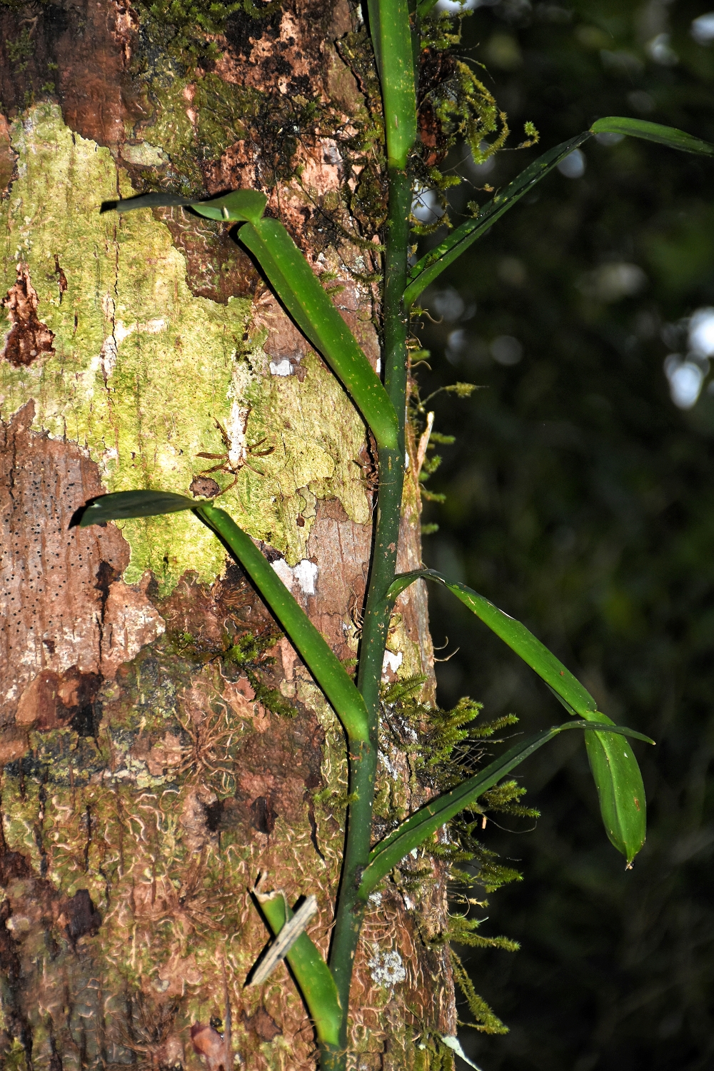 Mayotte