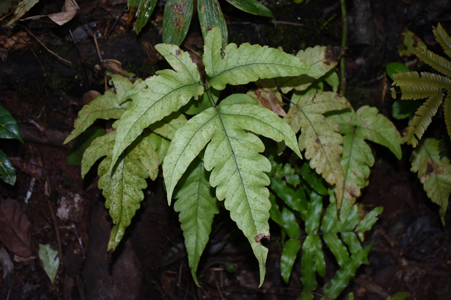 Mayotte