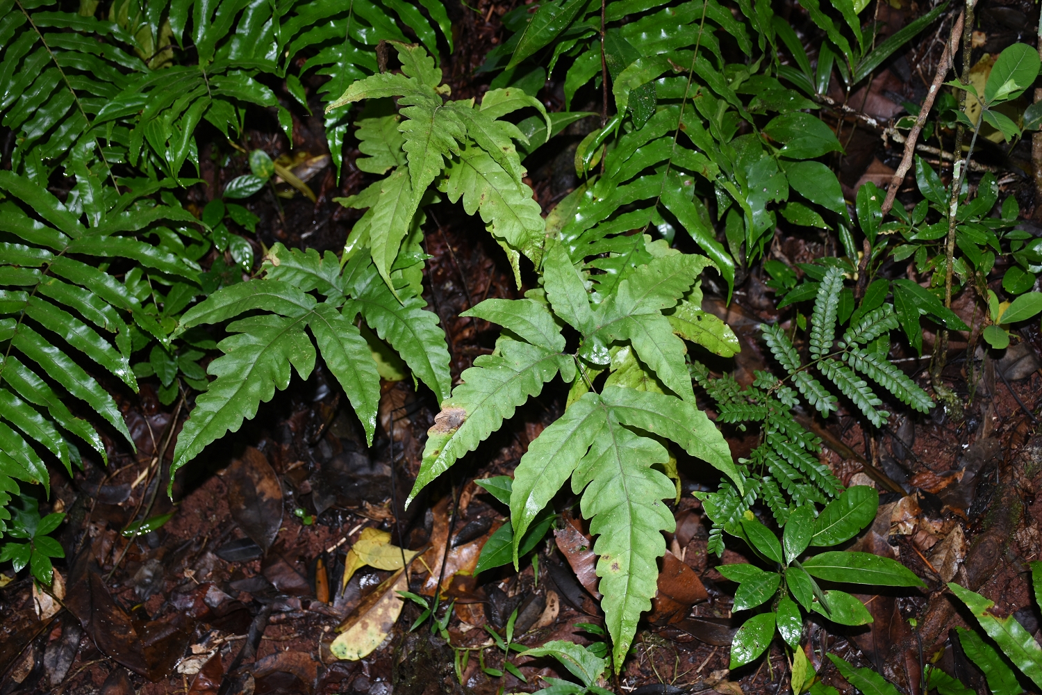 Mayotte