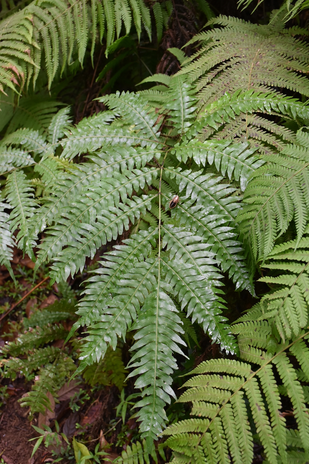 Mayotte