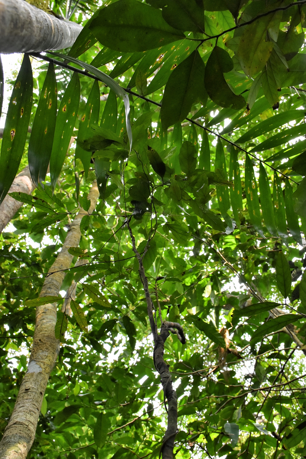 Mayotte